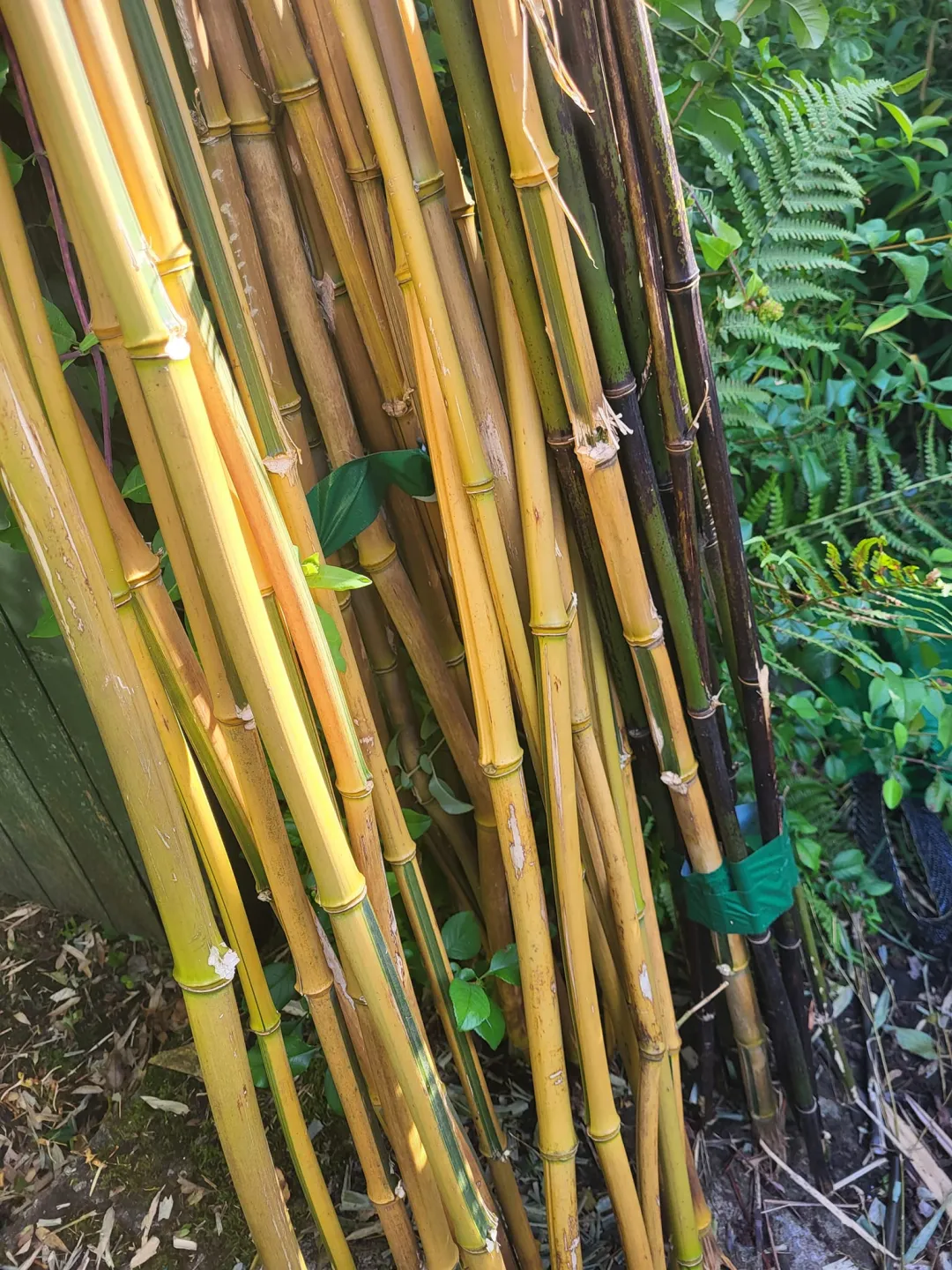 Photo from Jayne's Baby Bank (main page), 6 Aug 2024: Thick long bamboo sticks from my Dad's bamboo forest- £1 each please . Pick up from ours or Blackwood shop. Goes towards our foodbank and na