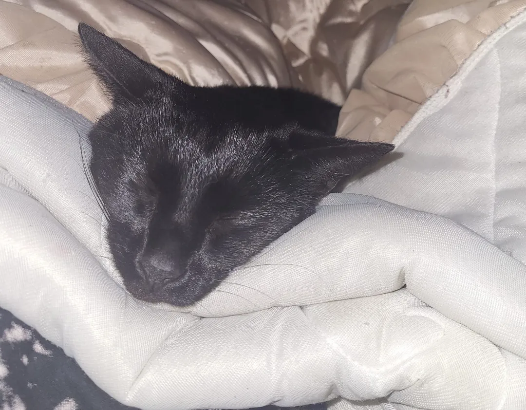 Photo from Jayne's Baby Bank (main page), 26 Mar 2024: One of our rescues from one of our families that support us. He only comes for a cwtch if he's unwell. But all our rescues like to be tucked
