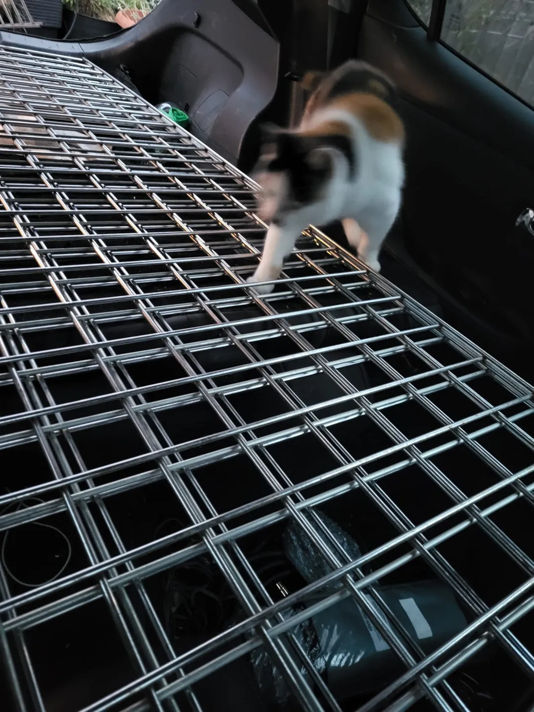 Photo from Jayne's Baby Bank (main page), 27 Feb 2024: One of our many rescues helping us. We have rescued over 60 animals and fish off our families that follow us who struggled to keep them for 