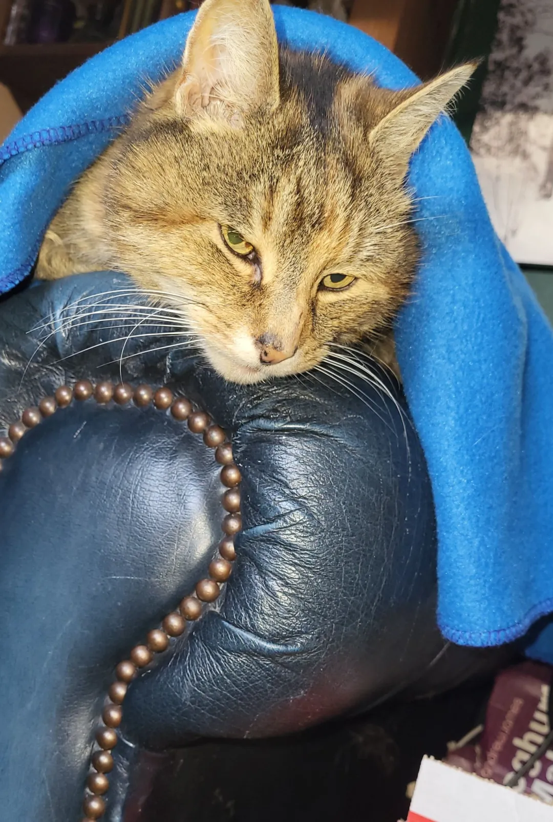 Photo from Jayne's Baby Bank (main page), 19 Nov 2025: Must be cold even our 19 year old rescue Rolly Polly has a blanket on and she refuses point blank for a jumper or blanket usually