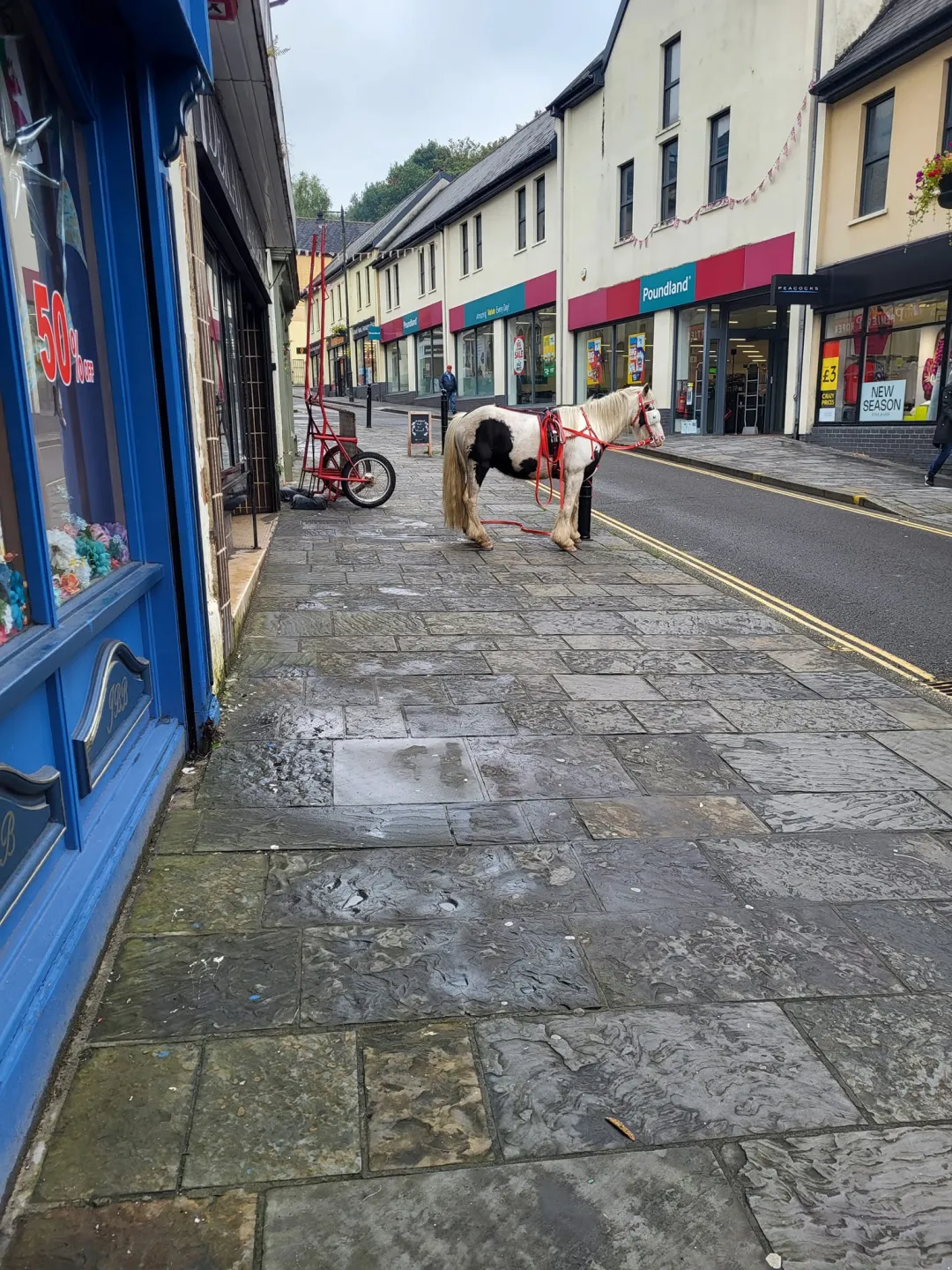 Photo from Jayne's Baby Bank (main page), 6 Sep 2024: Little visitor at Pontypool ❤️🐾