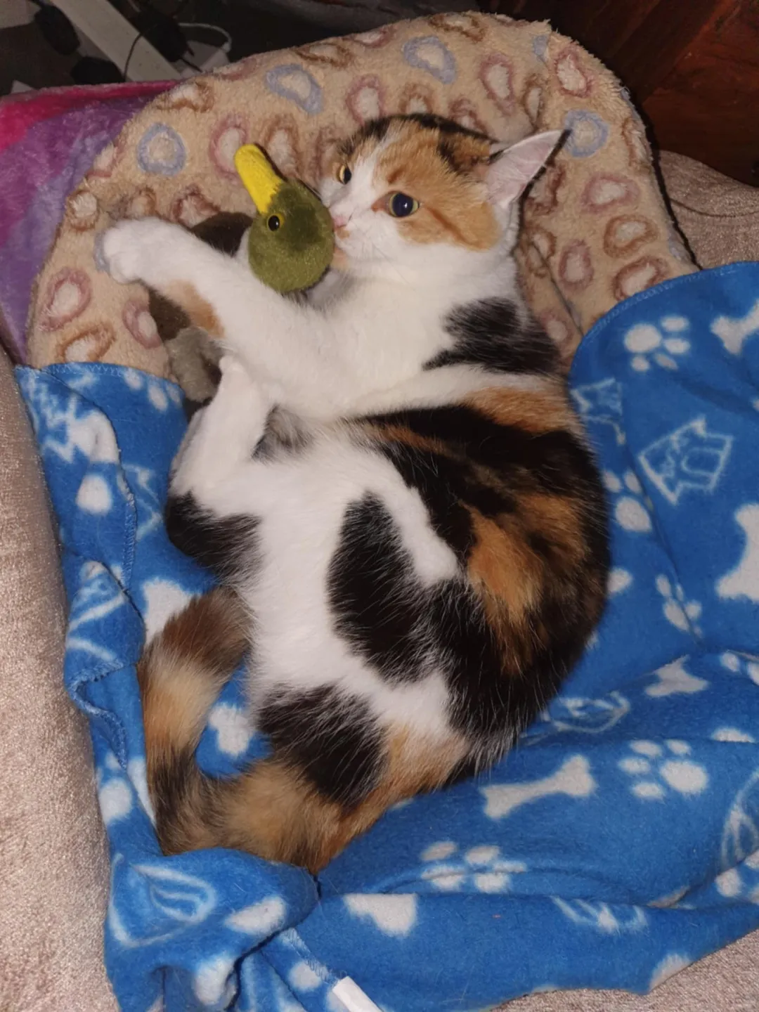 Photo from Jayne's Baby Bank (main page), 26 Jan 2026: More Rescue photos The New Caerphilly Bird and Small Animal Rescue. We are not fundraising at present for the rescue but we will be with sep