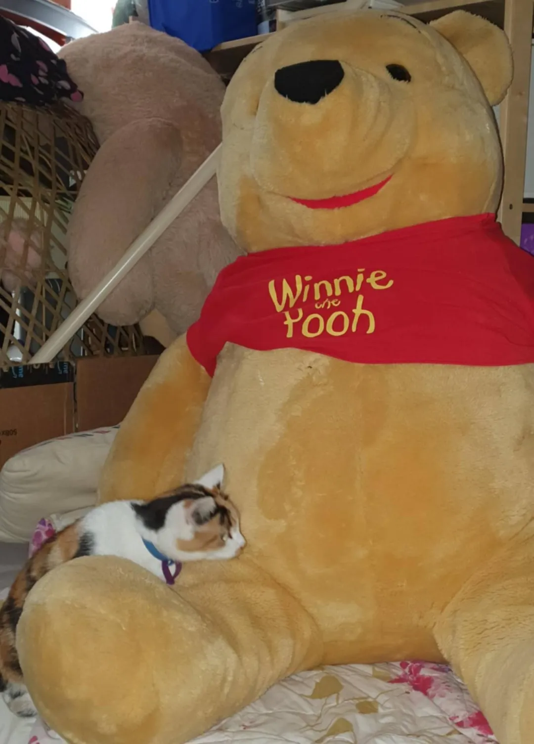 Photo from Jayne's Baby Bank (main page), 26 Jan 2026: More Rescue photos The New Caerphilly Bird and Small Animal Rescue. We are not fundraising at present for the rescue but we will be with sep