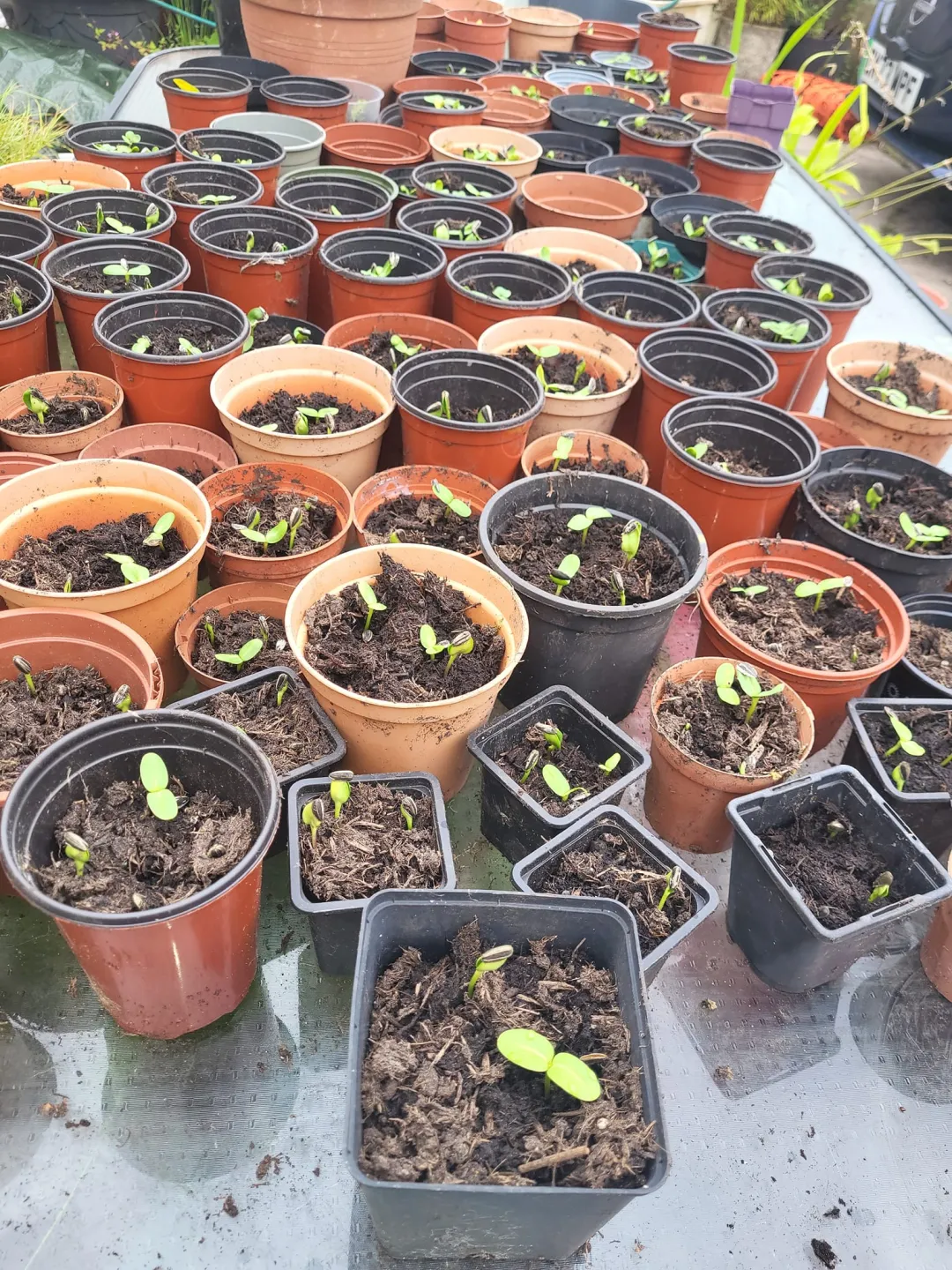 Photo from Jayne's Baby Bank (main page), 24 Jul 2024: Sunflowers are determined guys - these are free to the children just collect. Show them how to replant the seeds or how they can be used to 