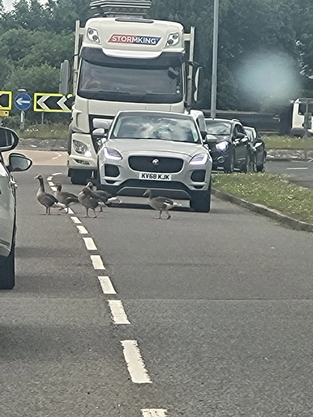 Photo from Jayne's Baby Bank (main page), 17 Jun 2024: Held up this morning by geese
