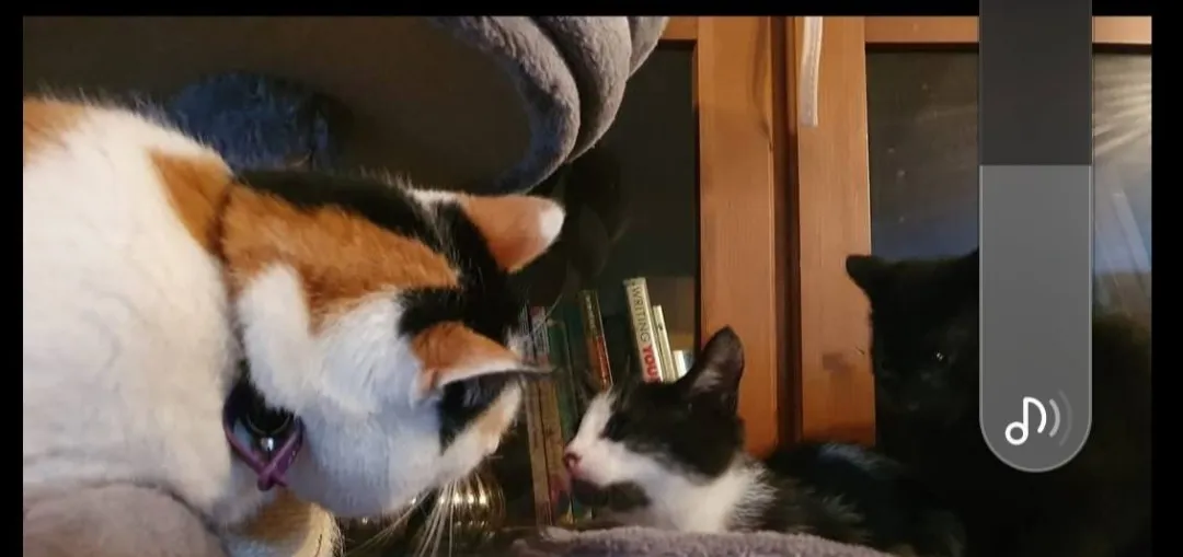 Photo from Jayne's Baby Bank (main page), 24 Mar 2025: As you know we rescue animals from our followers at our own costs in our spare time. We have rescued serveral animals over the years and it'