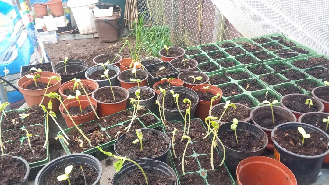 Photo from Jayne's Baby Bank (main page), 11 Mar 2024: Carl's been busy growing some items for our allotment areas!