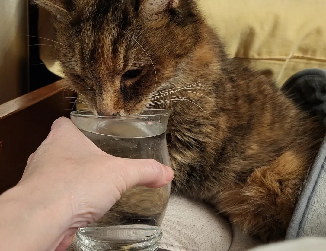 Photo from Jayne's Baby Bank (main page), 14 Feb 2026: Cat update - she's got up and drank some water on her own 👍 she actually turned around and got up and asked me for it by putting her tongue 