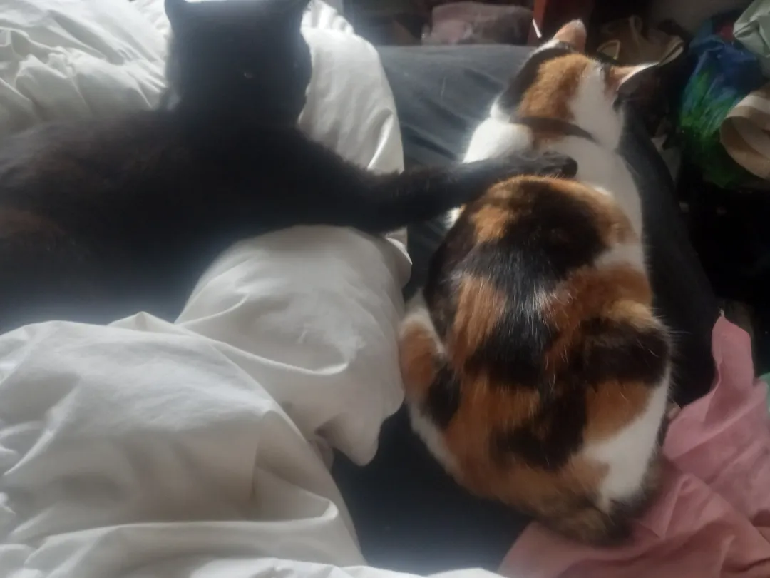 Photo from Jayne's Baby Bank (main page), 7 Mar 2026: Ronnie making sure his adoptive Mum Princess is OK 🤩 Ronnie is always so kind.