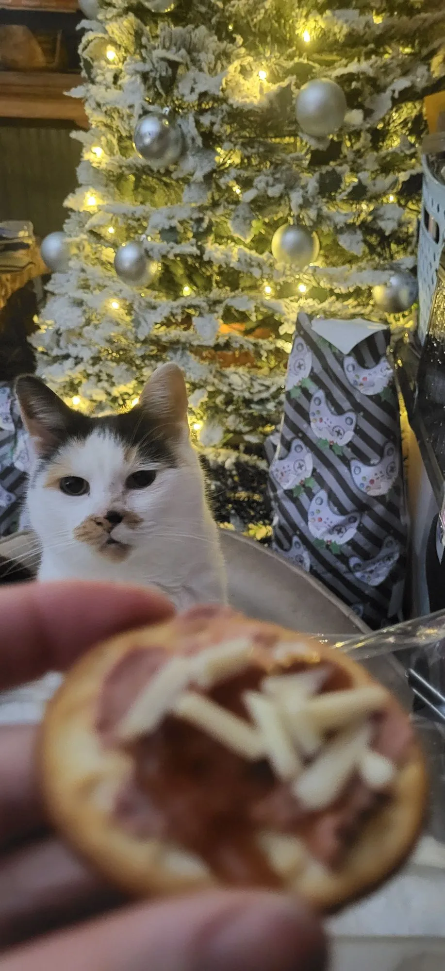 Photo from Jayne's Baby Bank (main page), 5 Dec 2025: I have some pate and crackers and plum chuntney- I think me and Princess may do a game of throns marathon tonight with our snacks! Dan's goi