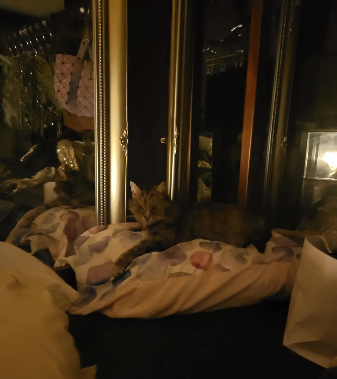Photo from Jayne's Baby Bank (main page), 17 Jan 2026: Another pillow Princess - they all steal my pillows 😁👍