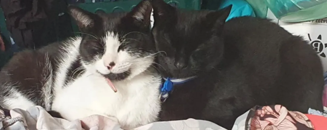 Photo from Jayne's Baby Bank (main page), 23 Feb 2026: Regi and Ron missed each other 💟