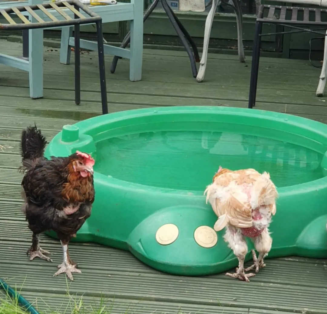 Photo from Jayne's Baby Bank (main page), 26 Jan 2026: Spot the difference- GREEN NOT BROWN. If you contain and restrict animals they eat the grass if they freely roam everything stays green!