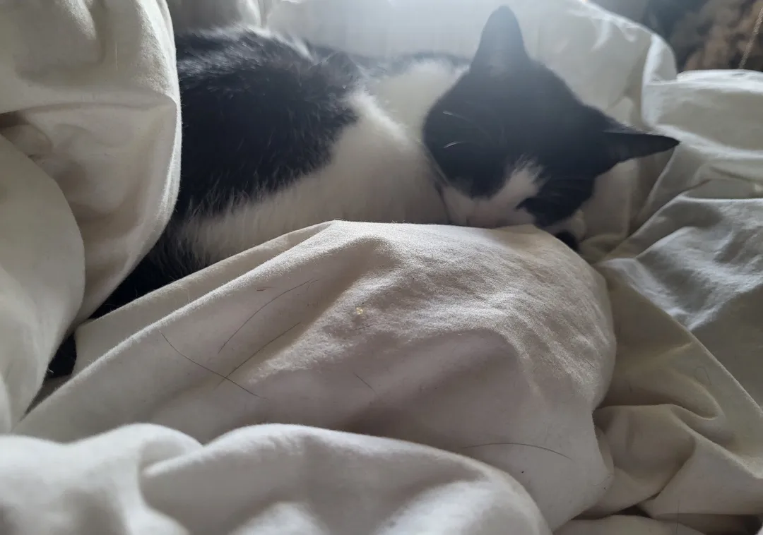 Photo from Jayne's Baby Bank (main page), 22 Feb 2026: Regi is back he's been missing since Christmas and this morning coming bounding down Brookfield Road and straight into Dan's Arms. Stop keep
