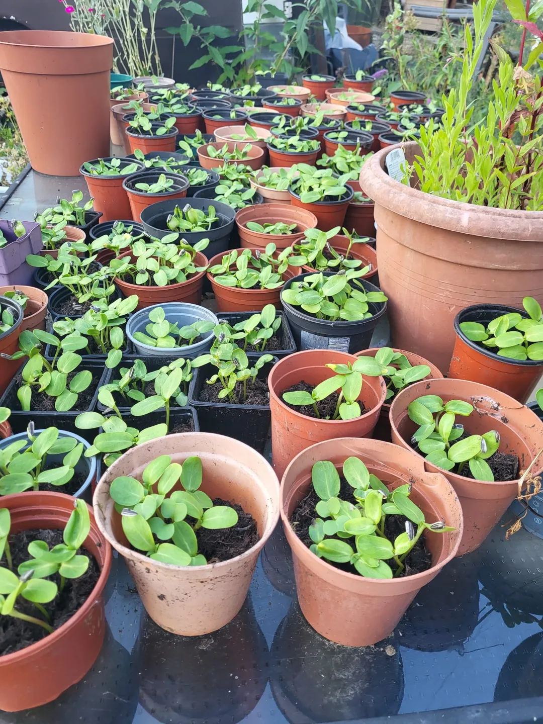 Photo from Jayne's Baby Bank (main page), 28 Jul 2024: Still sunflowers left for the children. We grow them so you can teach them how to car for plants and how to harvest the seeds to eat/for pet