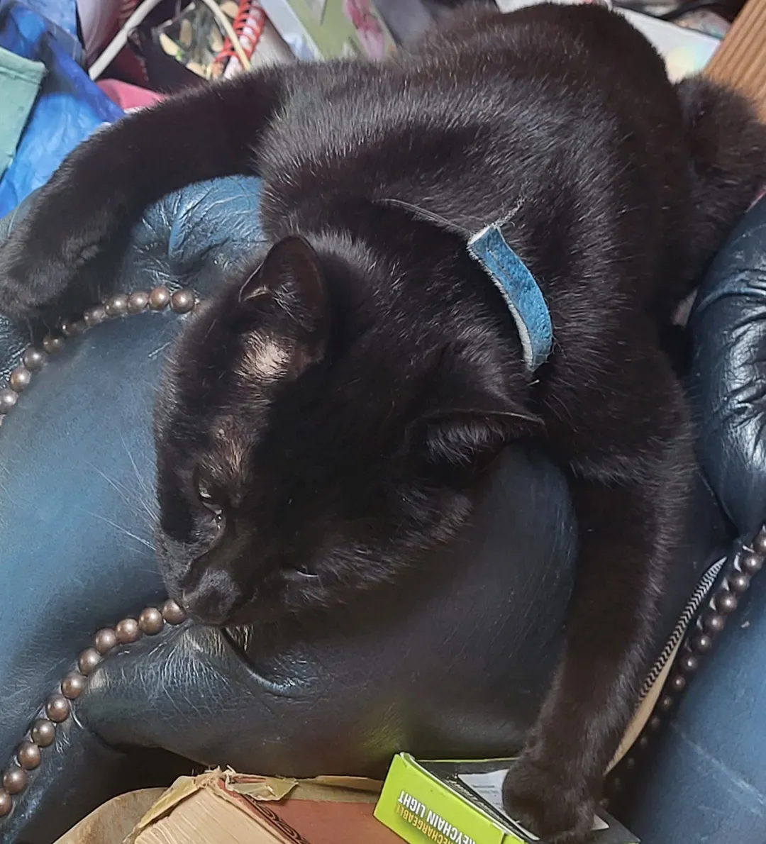Photo from Jayne's Baby Bank (main page), 8 May 2024: Ronnie enjoying the sun 🌞