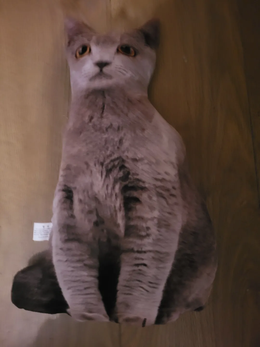 Photo from Jayne's Baby Bank (main page), 23 Nov 2025: My cats don't like him :( £3 please