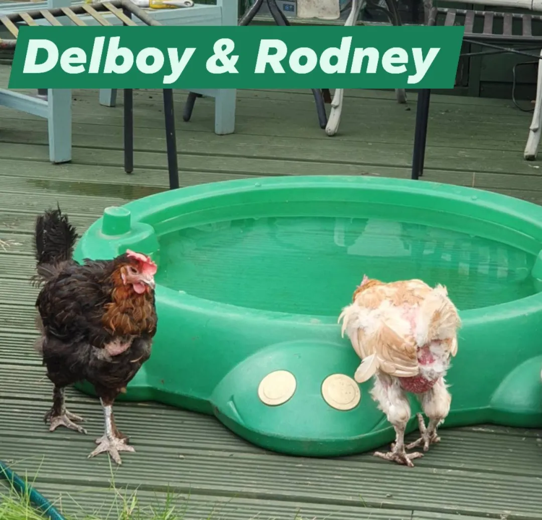 Photo from Jayne's Baby Bank (main page), 26 Jan 2026: More Rescue photos The New Caerphilly Bird and Small Animal Rescue. We are not fundraising at present for the rescue but we will be with sep