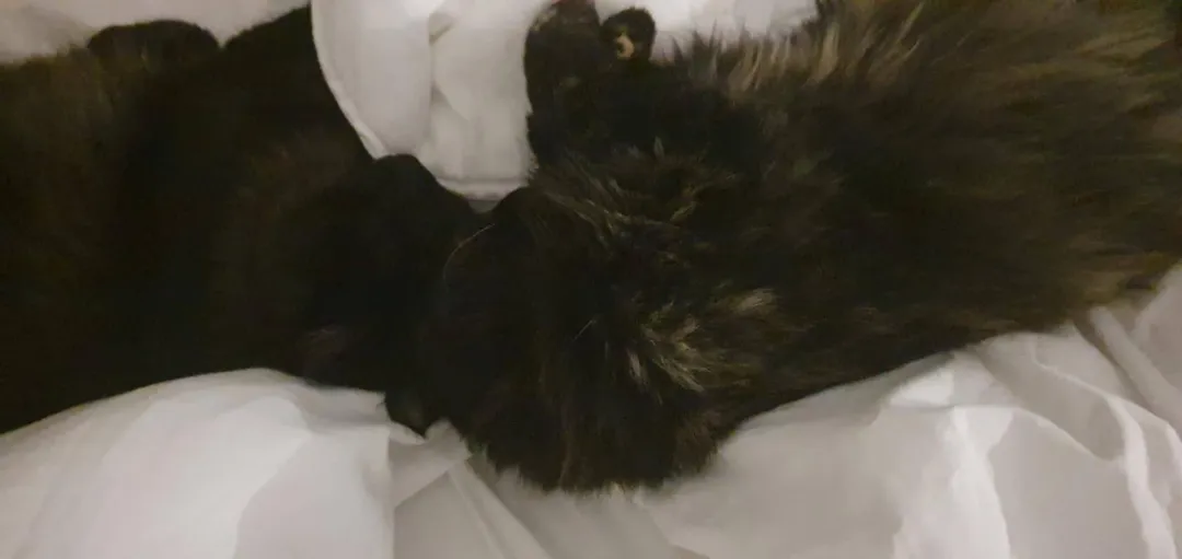 Photo from Jayne's Baby Bank (main page), 26 Dec 2025: We have definitely been adopted by these cats