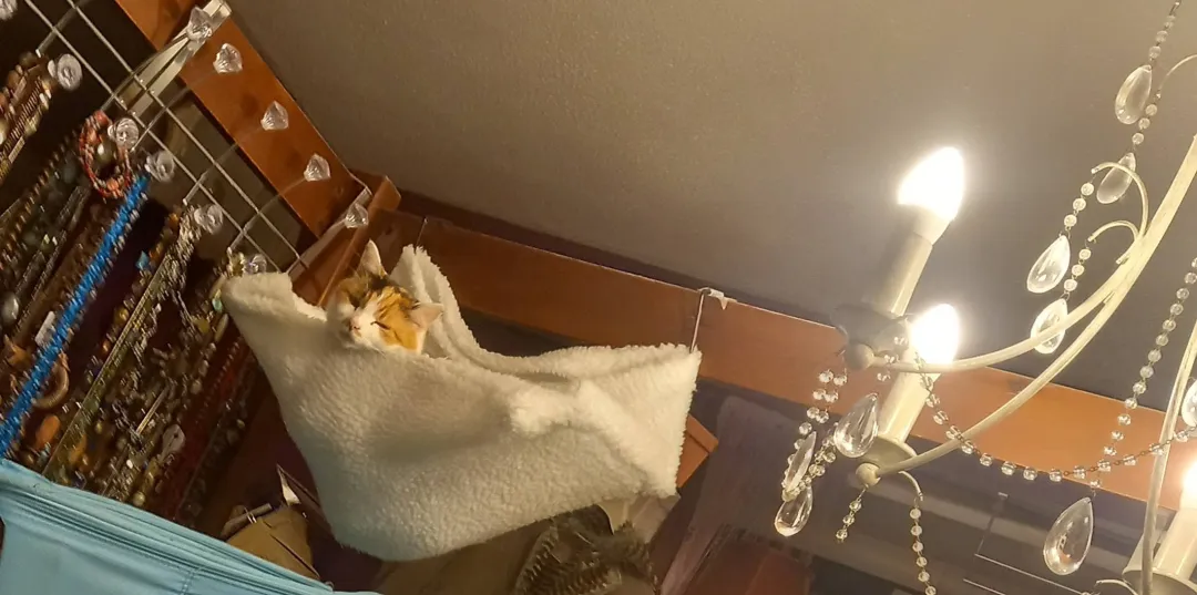 Photo from Jaynesbabybank Registered - cic, 17 Sep 2026: Lillybet is coming up on my bed last two days for a snoozle 👍. When Princess ran off after the dog attacked and killed her, lilly went looki