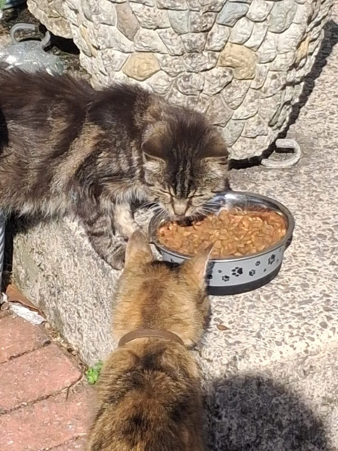 Photo from Jaynesbabybank Registered - cic: Lillibet today. Fed her wet food this morning