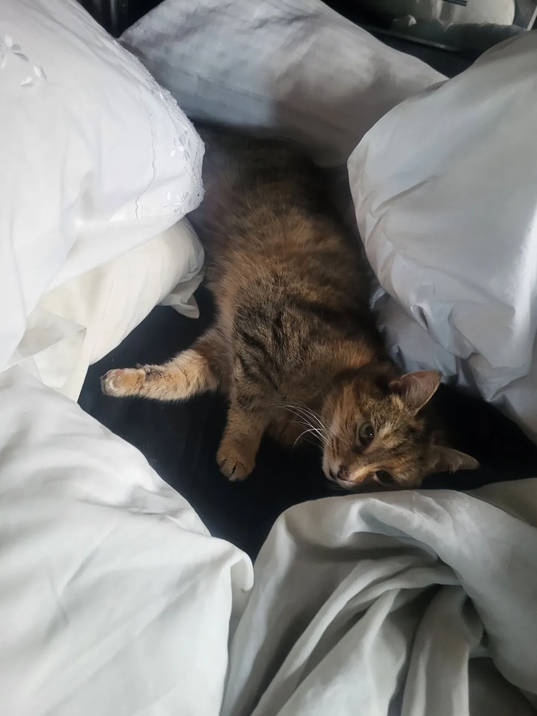 Photo from Jaynesbabybank Registered - cic, 4 Oct 2026: Rolo 20years plus refusing to share the Queen size 4 poster! Lillybet had been dry with out a nappy in bed but sleeping on puppy pads for 4 