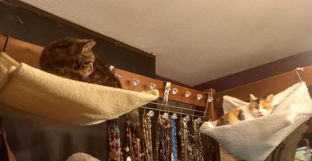 Photo from Jaynesbabybank Registered - cic, 14 Sep 2026: Lillibet and Ellie-Belly on their new beds on my 4 poster. Look at the weight difference! 🤣 let's see if we can fatten up Lillibet to need t
