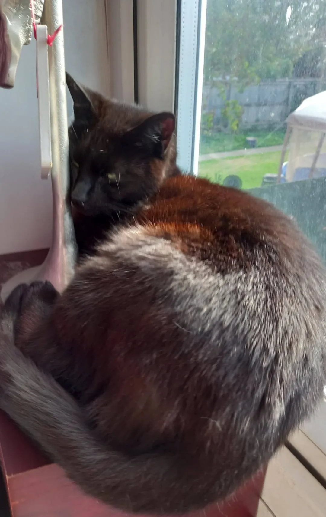 Photo from Jaynesbabybank Registered - cic, 15 Sep 2026: Poor Ronnie can't cope with the loss of Princess. She adopted them as kittens when we rescued them. That was the first time they met on the 