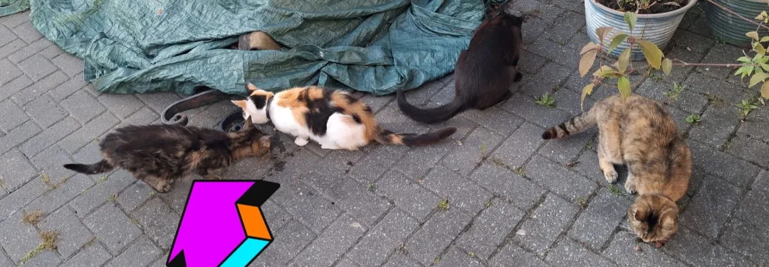 Photo from Jaynesbabybank Registered - cic, 4 Jul 2026: We still don't know if this cat has an owner . We can't catch him to scan him unfortunately and we didnt want to scare him away by trying to