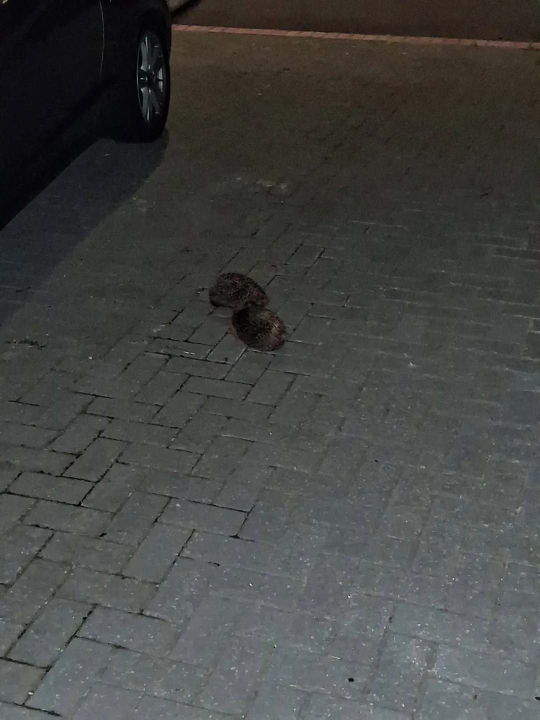 Photo from Jaynesbabybank Registered - cic: We have 2 new hedgehogs 🦔 that have heard on the grapevine we love our snacks and are feeders! Rocked up of their own accord and are now liv