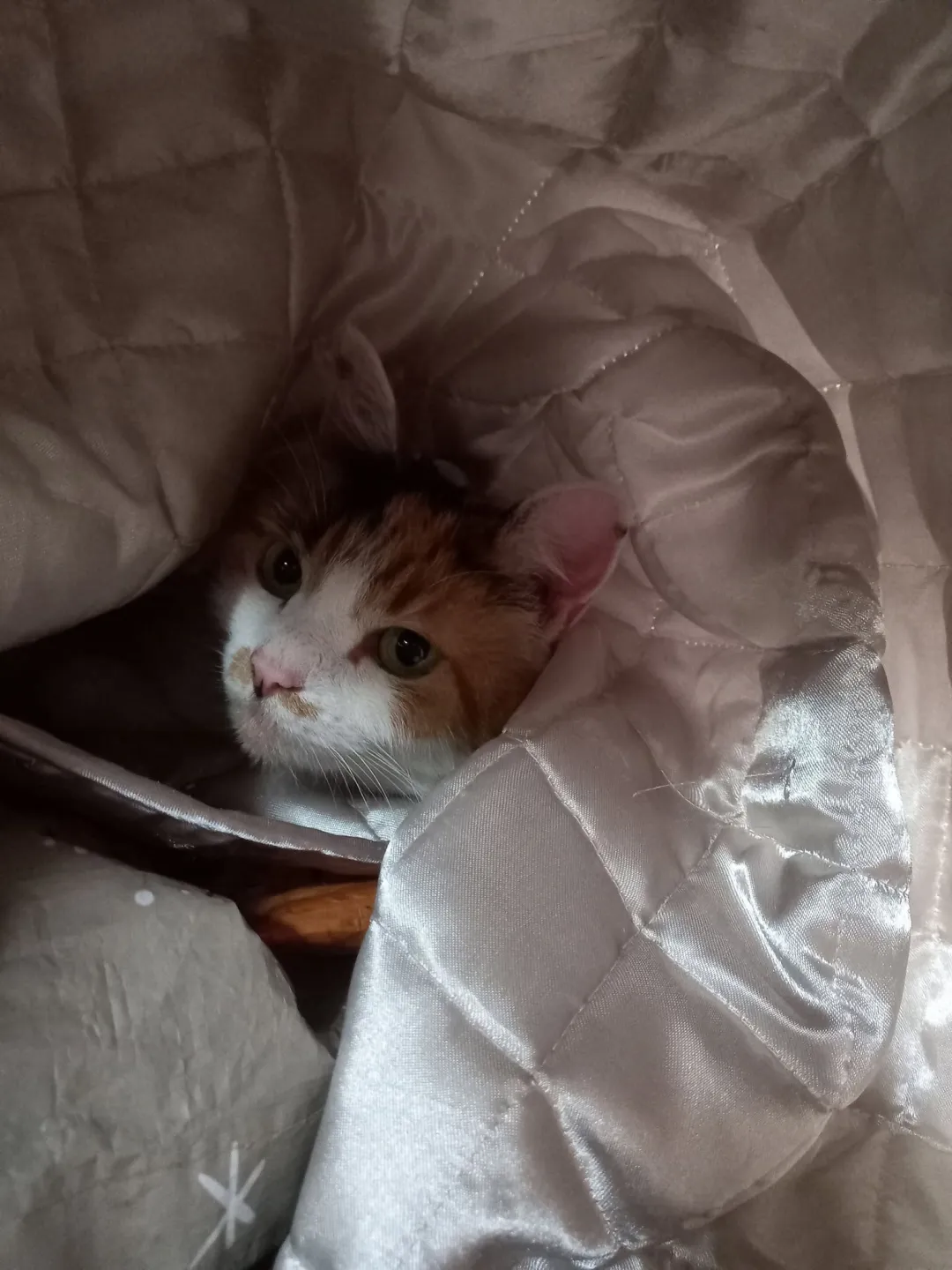 Photo from Jaynesbabybank Registered - cic: I've had a lovely day off, fell asleep in the garden on the day bed surrounded by cats and a chicken cwtched up to me . Ellie belly brought 
