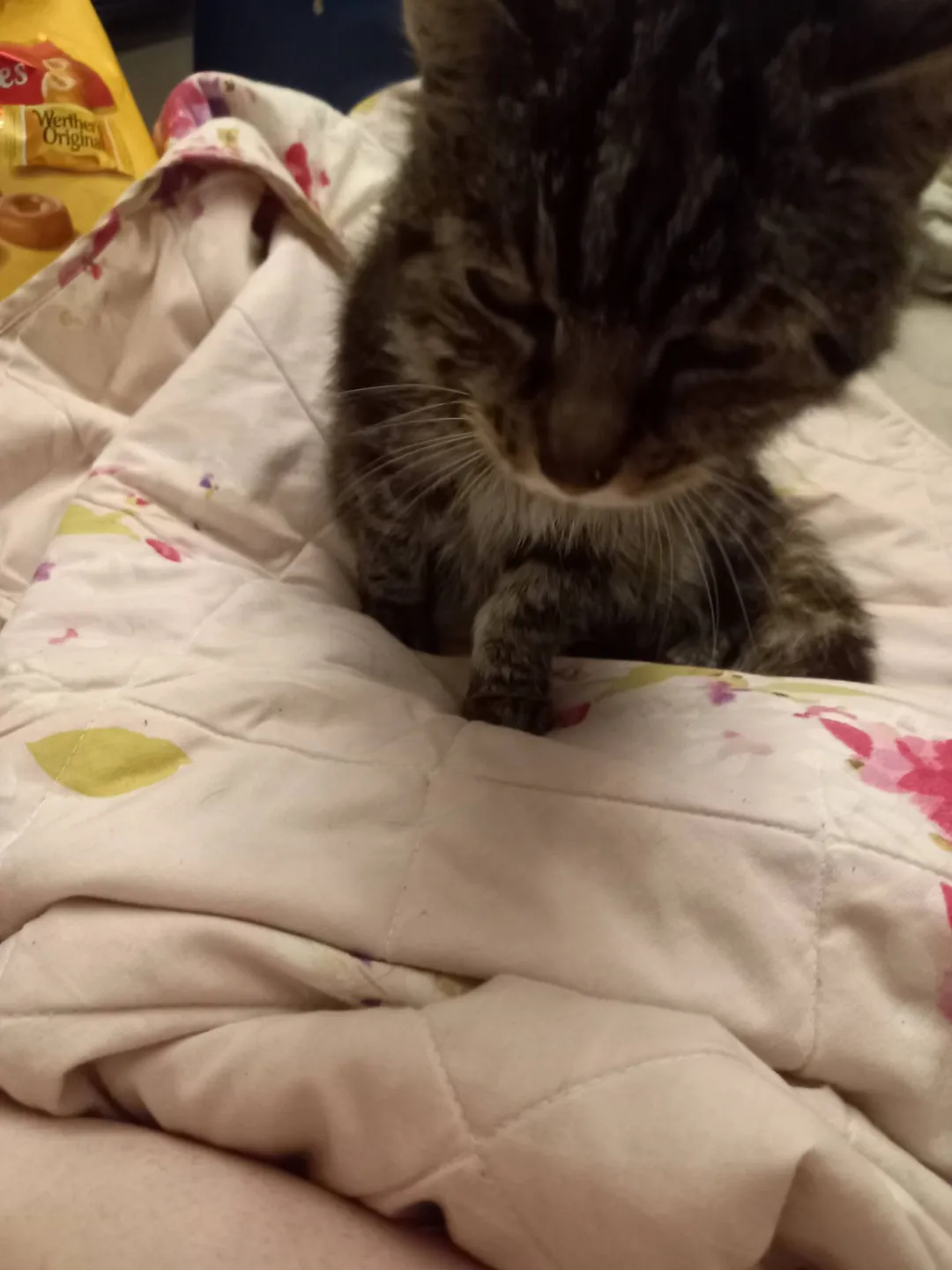 Photo from Jaynesbabybank Registered - cic, 17 Sep 2026: Lillybet is coming up on my bed last two days for a snoozle 👍. When Princess ran off after the dog attacked and killed her, lilly went looki