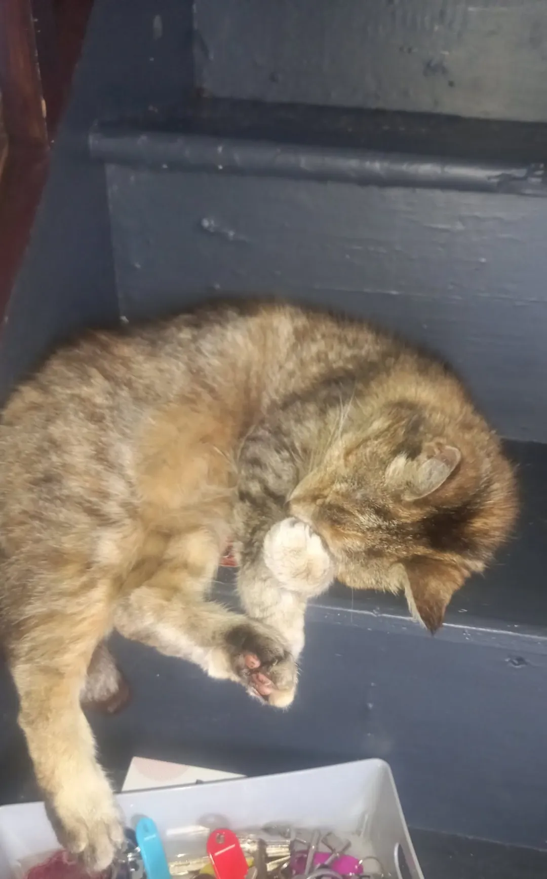 Photo from Jaynesbabybank Registered - cic, 11 Sep 2026: Roley Poley 20 years plus will literally sleep on the edge of anything.