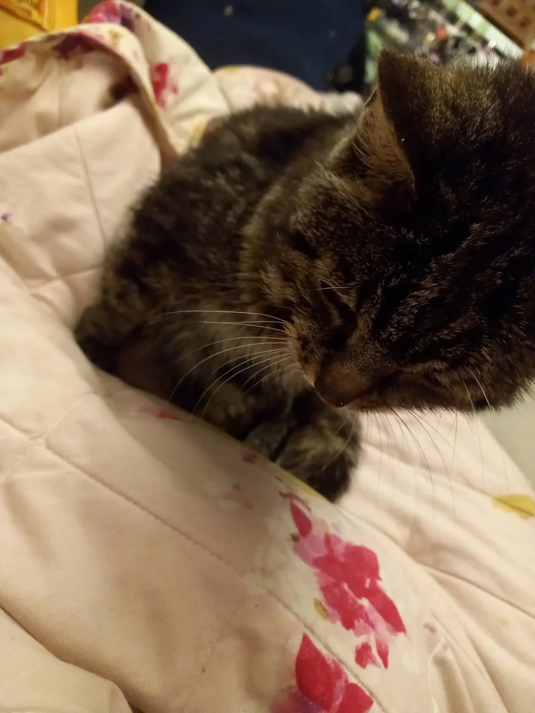 Photo from Jaynesbabybank Registered - cic, 17 Sep 2026: Lillybet is coming up on my bed last two days for a snoozle 👍. When Princess ran off after the dog attacked and killed her, lilly went looki