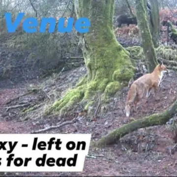 Image from Caerphilly Bird Rescue