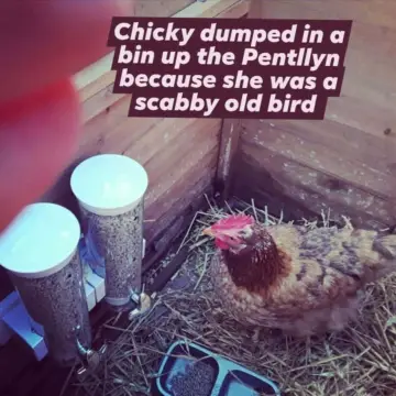 Image from Caerphilly Bird Rescue