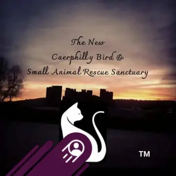 Image from Caerphilly Bird Rescue: I'm excited to start this new creative journey in professional mode! Take a look at my profile to learn more about me and follow me to stay 