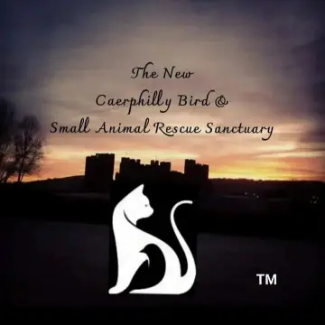 Image from Caerphilly Bird Rescue: We own the trademark and the copyright to the name of the CIC pending, photograph and logo and intellectual property. Any breach or copy or 