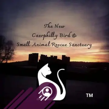 Image from Caerphilly Bird Rescue: I'm excited to start this new creative journey in professional mode! Take a look at my profile to learn more about me and follow me to stay 