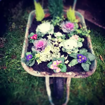 Image from Carrie Anne, 29 Oct 2015: Granchy's wheelbarrow ♡