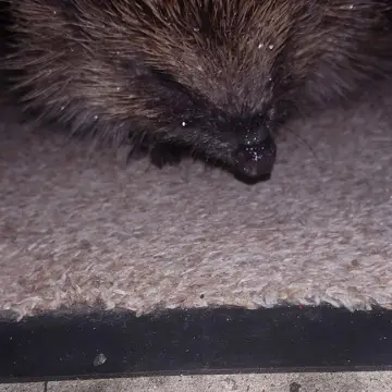 Image from Carrie Anne, 15 Jun 2016: Thinks someone has taken a fancy to my mat!