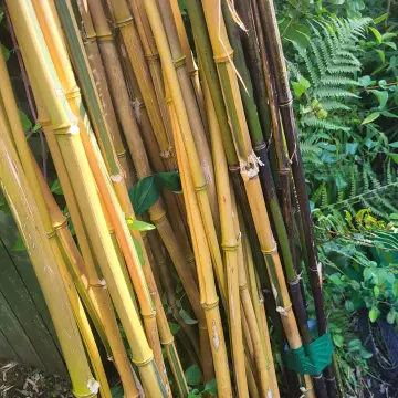 Image from Jayne's Baby Bank (main page), 6 Aug 2024: Thick long bamboo sticks from my Dad's bamboo forest- £1 each please . Pick up from ours or Blackwood shop. Goes towards our foodbank and na