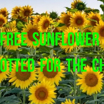 Image from Jayne's Baby Bank (main page), 21 Jul 2024: Blackwood shop is open, Sammy is at a car boot and we have sunflowers available free for the children.