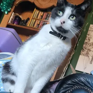 Photo from Jayne's Baby Bank (main page), 7 Apr 2025: Someone is Brookfield Road is keeping Regi Roo inside . Please let him out we have a rough idea who as they are cat hoarders and they have d