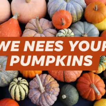 Image from Jayne's Baby Bank (Main Historical Profile), 30 Oct 2025: Every Halloween since we have started in 2020 we have taken on uncarved pumpkins for our foodbank. Please if you have any pumpkins over afte