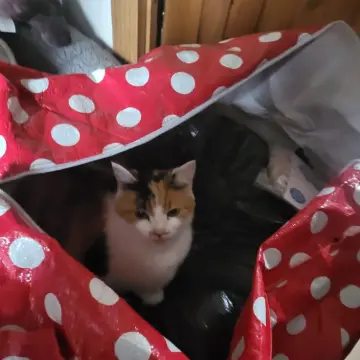 Image from Jayne's Baby Bank (main page), 16 Oct 2025: Ella Bella helping with donations .