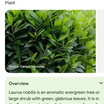 Image from Jayne's Baby Bank (main page), 26 Sep 2025: Does any one want any laurel cuttings . You poke them into a pot - they are Hardy. You can poke them into the ground but when they thrive th