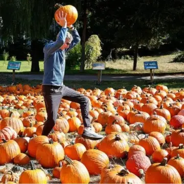 Image from Jayne's Baby Bank (Main Historical Profile), 4 Nov 2025: Sammy Arnold is looking forward to her pumpkin delivery on Thursday! Tell everyone please - free pumpkins