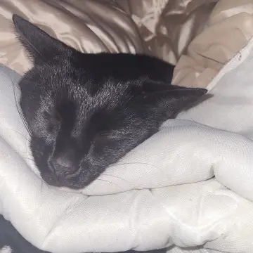Image from Jayne's Baby Bank (Main Historical Profile), 26 Mar 2024: One of our rescues from one of our families that support us. He only comes for a cwtch if he's unwell. But all our rescues like to be tucked