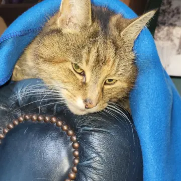 Image from Jayne's Baby Bank (Main Historical Profile), 19 Nov 2025: Must be cold even our 19 year old rescue Rolly Polly has a blanket on and she refuses point blank for a jumper or blanket usually